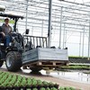 Compact-loader_g2200e-x-tra_pallet-forks